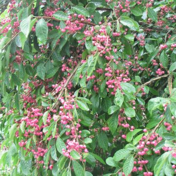 Euonymus phellomanus - Corky Spindle