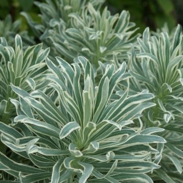 Euphorbia characias Glacier Blue - Spurge