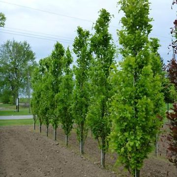 Fagus sylvatica Dawyck - Beech