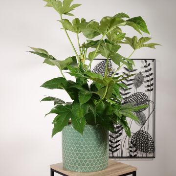 False Aralia - Fatsia japonica