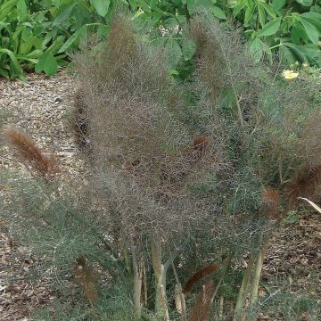 Foeniculum officinale 'Purpureum'