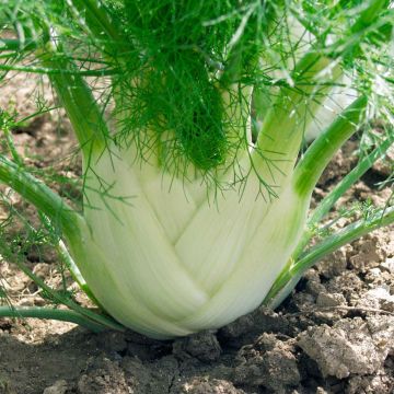 Foeniculum dulce 'Finale'