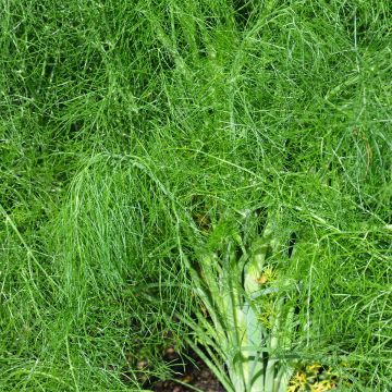 Foeniculum vulgare -  Ferme de Sainte Marthe Seeds