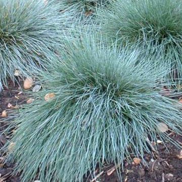 Festuca glauca Elijah Blue