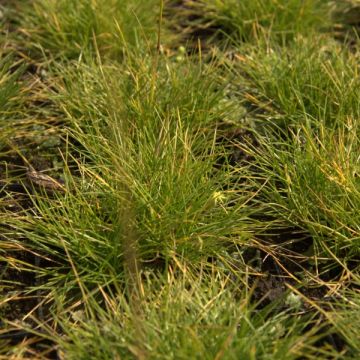 Festuca glauca Golden Toupee