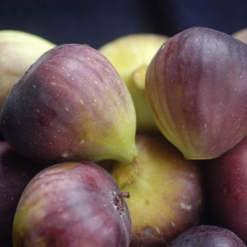 Fig Tree Brunswick - Ficus carica