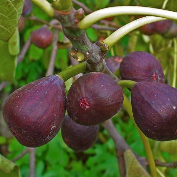 Fig Tree Sultane - Ficus carica