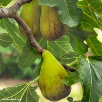 Ficus carica précoce de Dalmatie