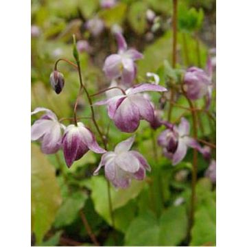 Epimedium x youngianum Merlin - Barrenwort