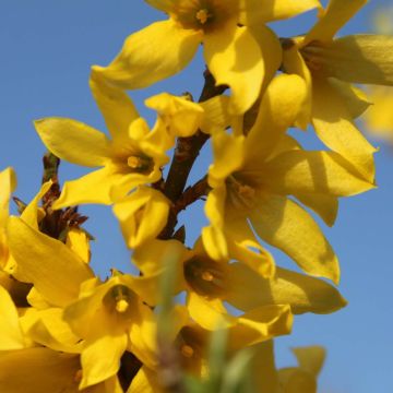 Forsythia intermedia Marée dOr