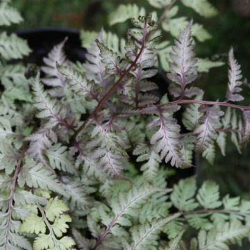 Athyrium niponicum var. pictum - Painted Fern