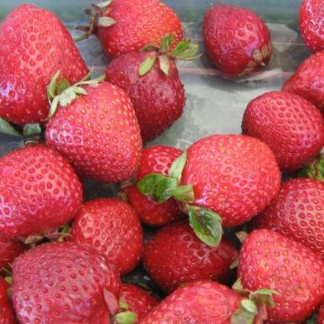 Strawberry Cijosée - Fragaria ananassa