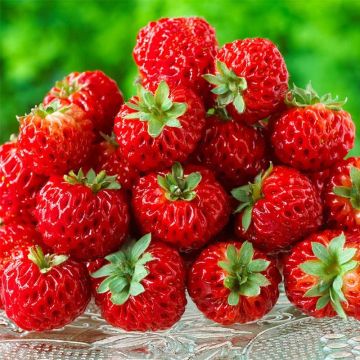 Strawberry Framberry - Fragaria ananassa