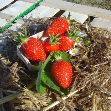 Organic Strawberry Gariguette - Fragaria ananassa