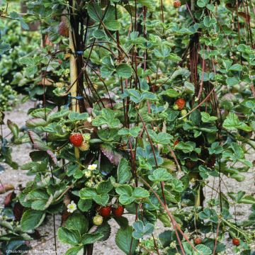 Climbing strawberry Mount Everest plants - Fragaria ananassa