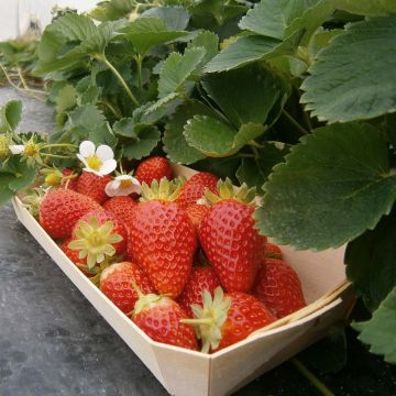 Organic Strawberry Mariguette plants (everbearing) - Fragaria ananassa