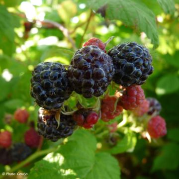 Black Jewel Raspberry - Rubus occidentalis