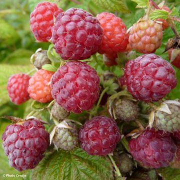 Raspberry Blissy or Autumn Bliss (Everbearing) - Rubus ideaus