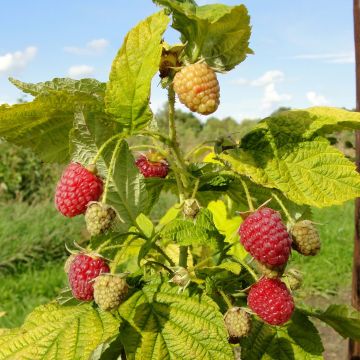 Raspberry Groovy Raspberry - Rubus idaeus