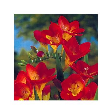 Freesia Single Red