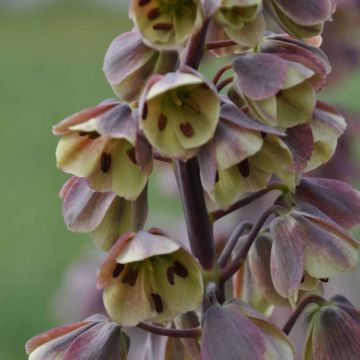 Fritillaria persica Bicolour Magic Bells