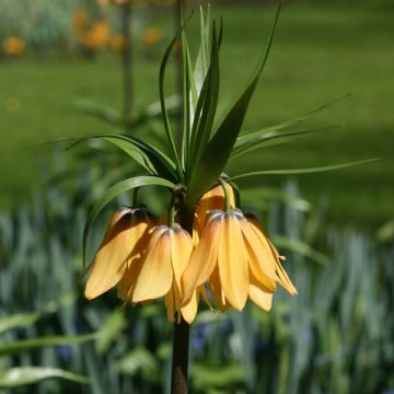 Fritillaria imperialis Vivaldi