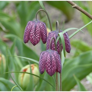 Fritillaria meleagris - Snake's Head Fritillary