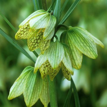 Fritillaria thunbergii