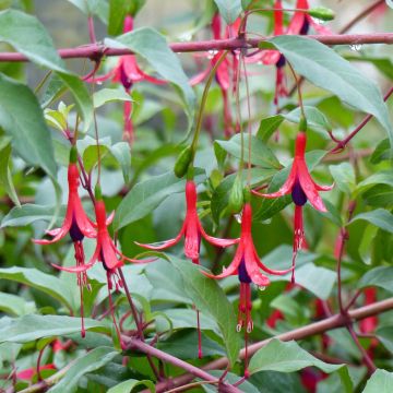 Fuchsia regia (ssp. Reitzii) Reitzii