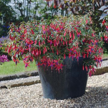 Fuchsia Sundancer