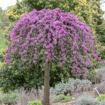 Cercis canadensis Cascading Hearts - Eastern Redbud