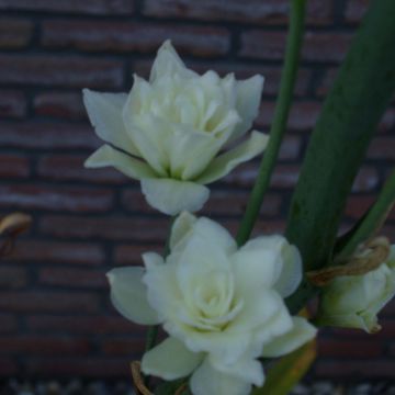 Galtonia candicans Moonbeam - Summer Hyacinth