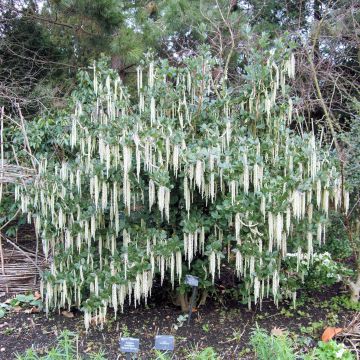 Garrya elliptica - Elliptical-leaved Garrya