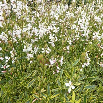 Gaura lindheimeri Corries Gold