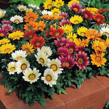 Gazania rigens Wonderwall mix