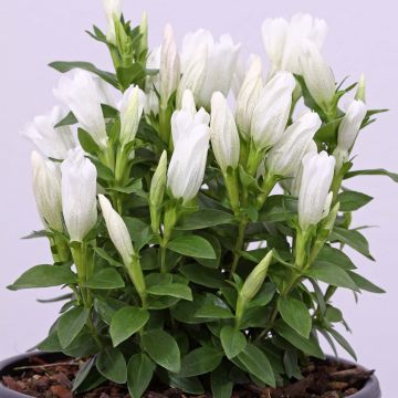 Gentiana makinoi White Magic