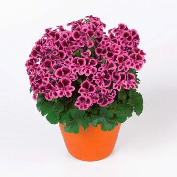 Pelargonium Angel Eyes Blueberry - Regal Geranium