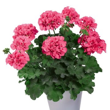 Pelargonium Two-in-One Hot Pink Splash