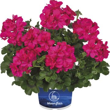 Pelargonium Moonflair Dark Pink - Ivy Geranium