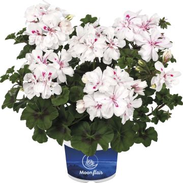 Pelargonium Moonflair White - Ivy Geranium