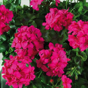 Pelargonium Big 5 Neon Pink - Ivy Geranium