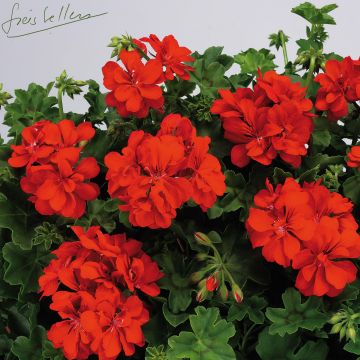 Pelargonium Big 5 Red Devil - Ivy Geranium