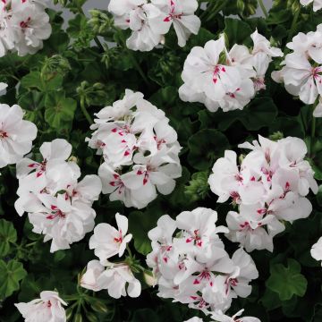 Pelargonium Big 5 White - Ivy Geranium