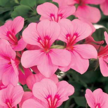 Pelargonium Rainbow Pink Light - Ivy Geranium