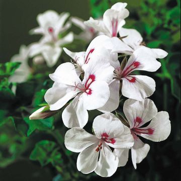 Pelargonium Rainbow White - Ivy Geranium