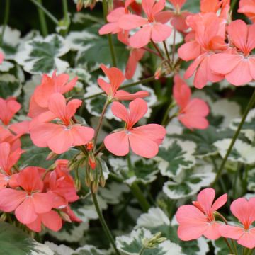 Pelargonium Frank Headley