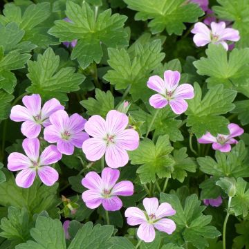 Geranium riversleaianum Mavis Simpson