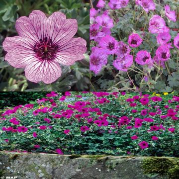 Rockery Geraniums Collection