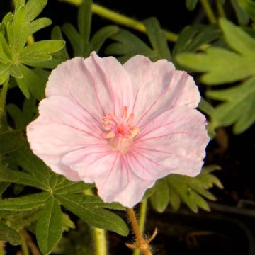 Geranium sanguineum var. striatum