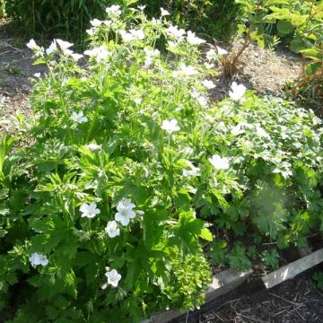 Geranium sylvaticum Album